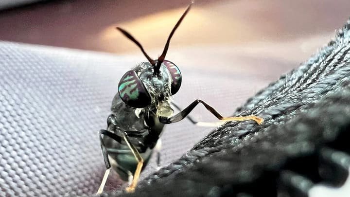 Black Soldier Fly Larvae: The Tiny Soldiers Revolutionizing Waste Management and Soil Health